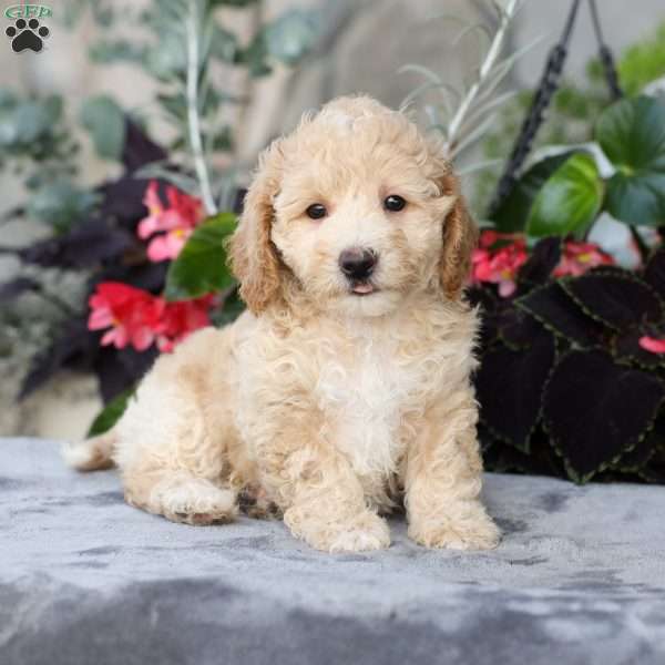 Cody, Bich-Poo Puppy